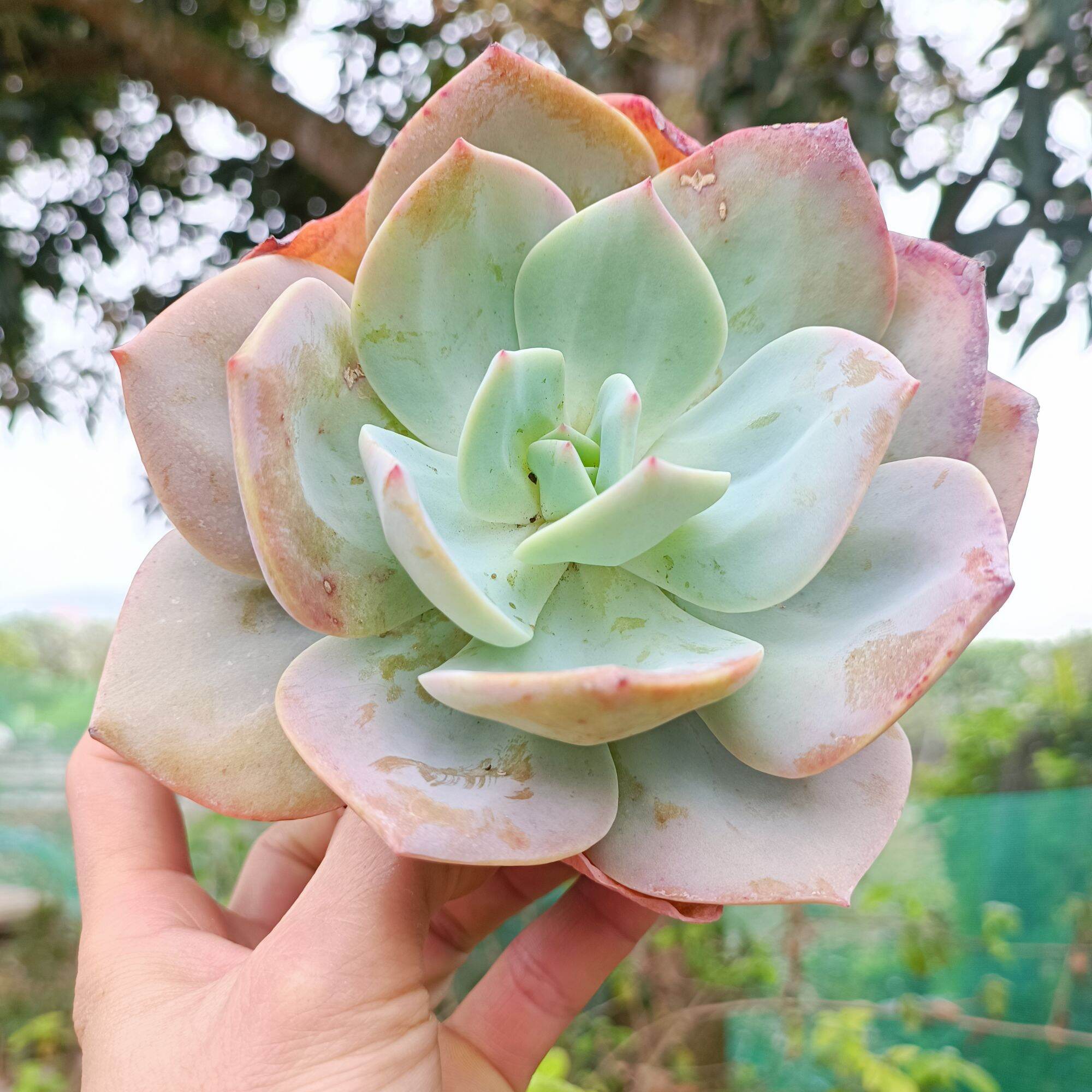 Sale khủng - Sen Đá Bèo Nhật 12_13 cm