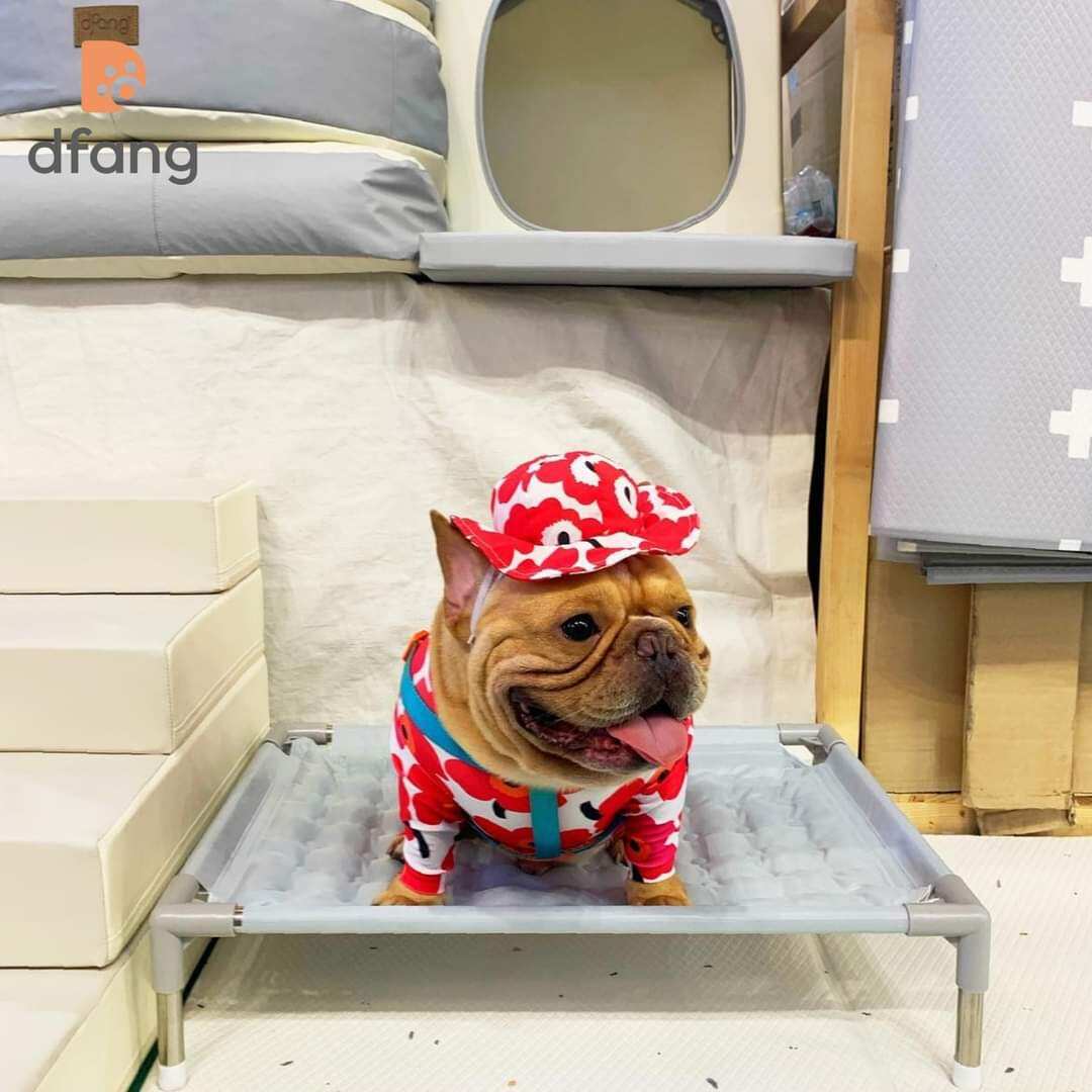 giường mát cho thú cưng