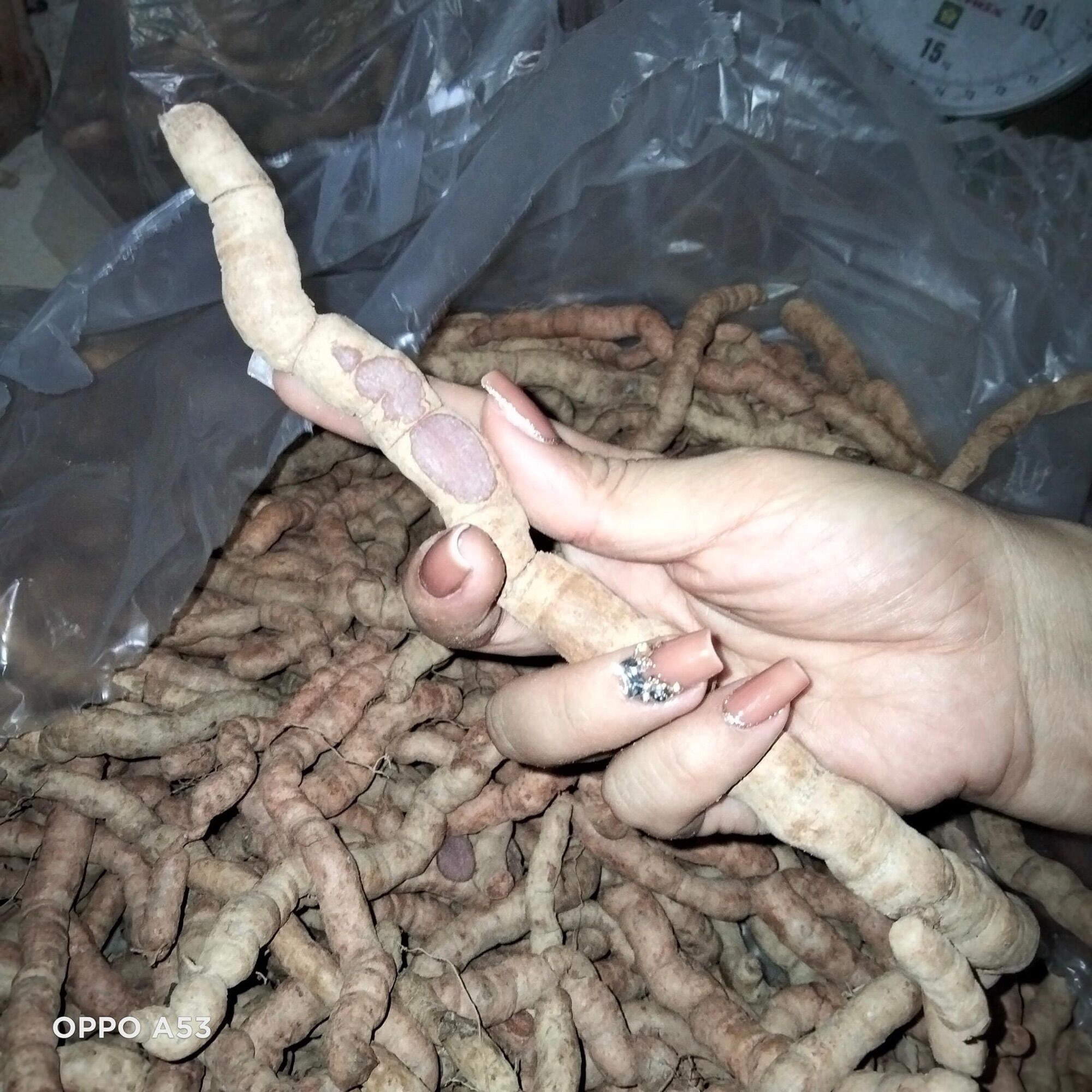 Ba Kích Tím Tươi 1kg