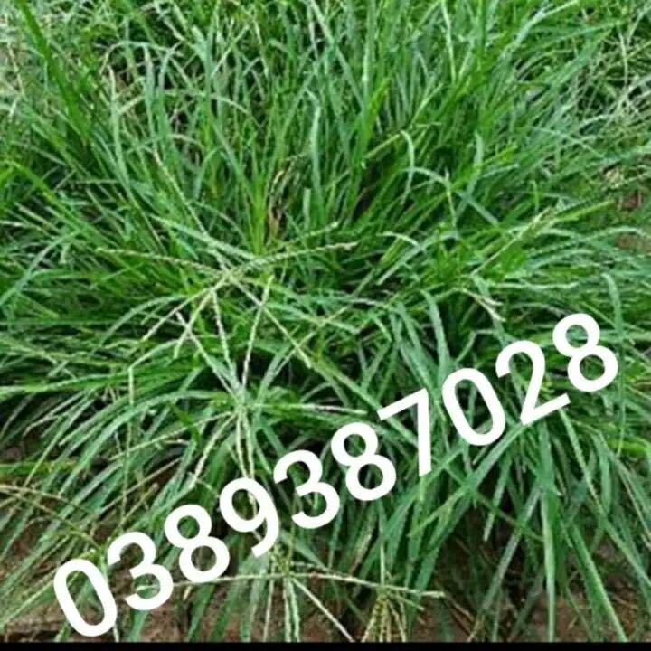 Cỏ mần trầu tươi sạch,1kg