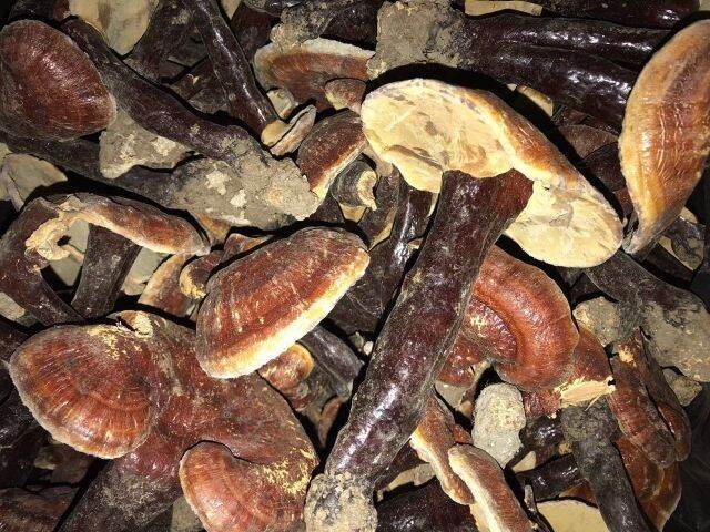 250g nấm linh chi đỏ