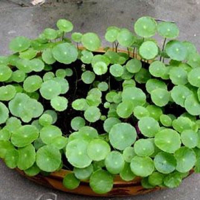 rau má dù thuỷ sinh 5 nhánh