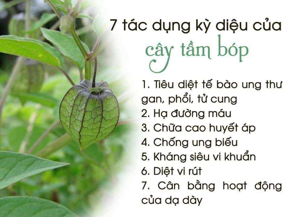 Cây tầm bóp khô ( 1 kg)
