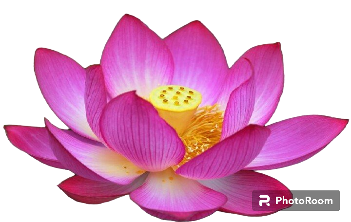 Gương sen khô 1kg (búp sen)