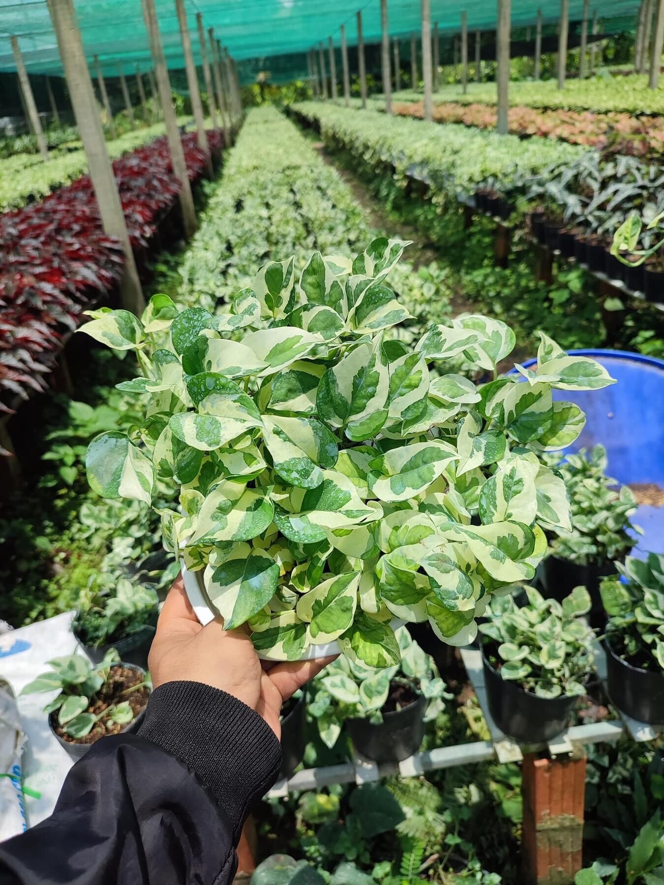 Chậu cây trầu bà Ngọc thủy lớn