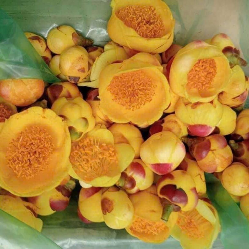 Trà hoa vàng (hộp 100gr)