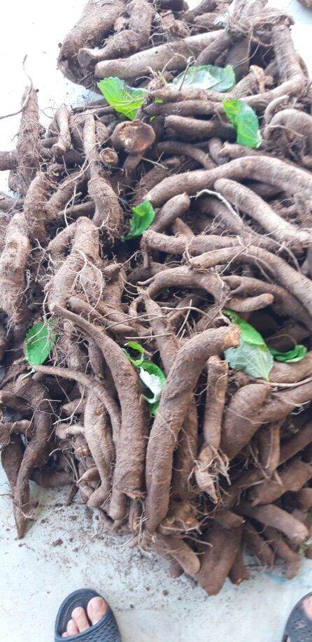 1KG CỦ GAI HOÀ BÌNH