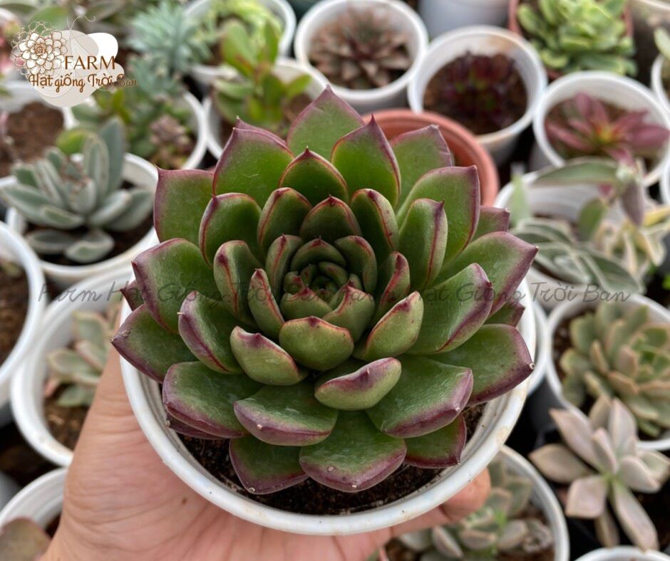 SEN ĐÁ RANDOM SIZE TRUNG BÌNH “HẠT DẺ’’ 9-12CM (1 CÂY)🏺MUA NHIỀU CHỌN KHÁC LOẠI (TỐI ĐA 5 LOẠI) 🌈