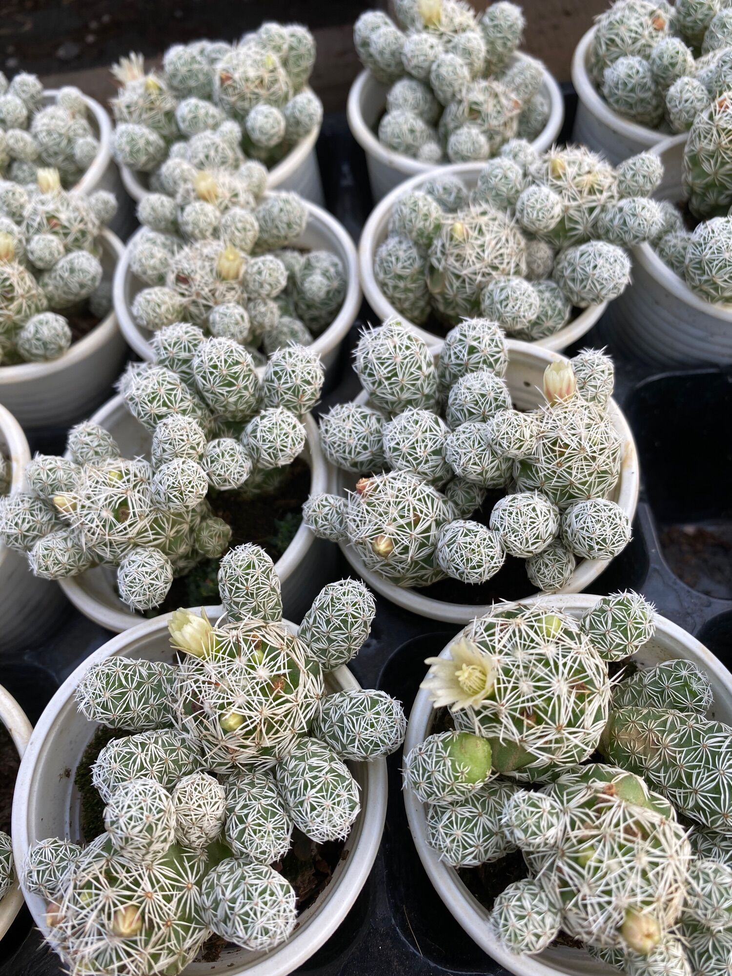 cây xương rồng trứng chim _🌵hàng sẵn