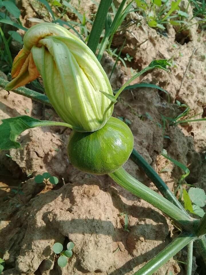 HẠT GIỐNG BÍ ĂN NỤ SIÊU TRÁI NON cao sản