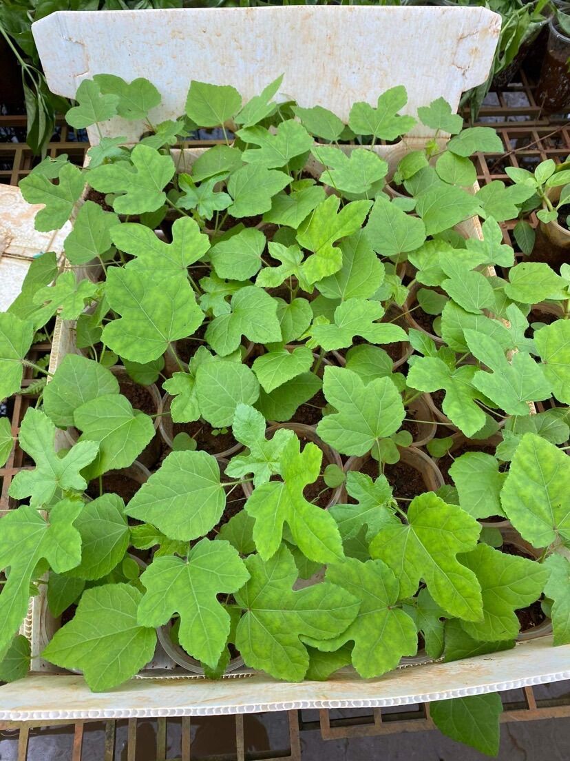 Cây giống sâm bố chính