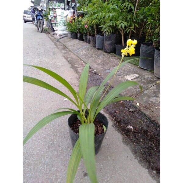 Cây Địa lan vàng/ lan chu đỉnh