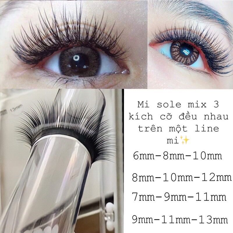 Mi hoa sơn Trà 0.07 cong CC