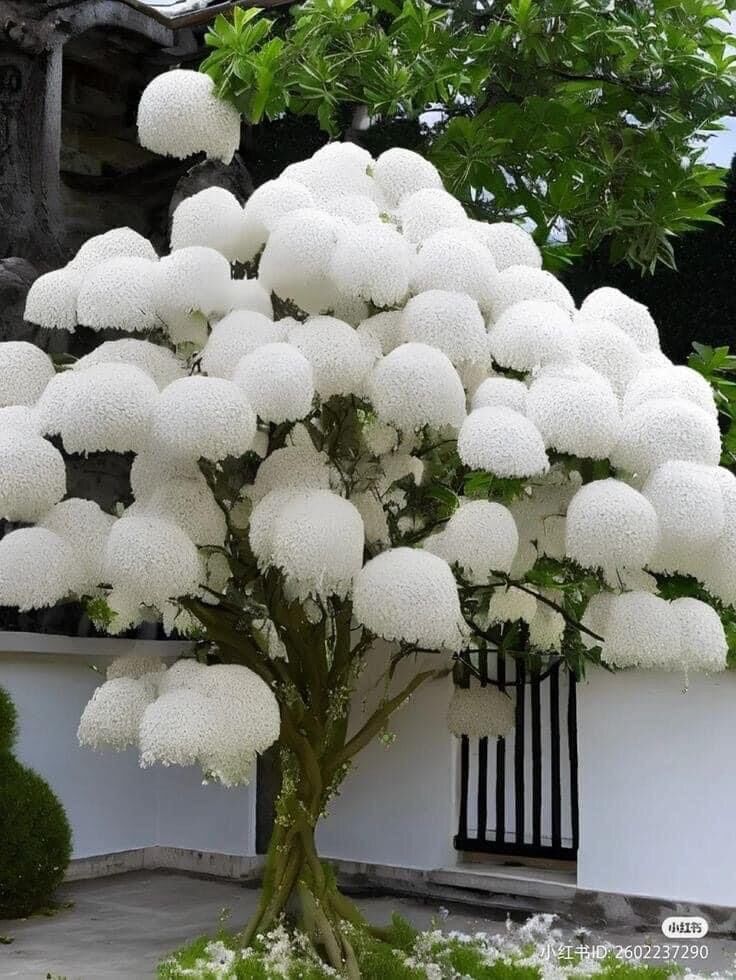 Cây Giống Hoa Lưu Tô(1 bầu cây)
