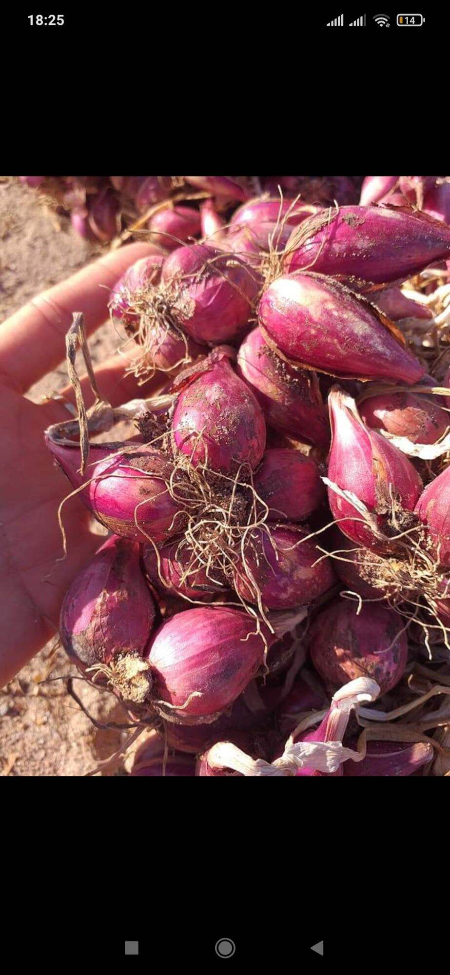Hành tím Ninh Thuận 500g