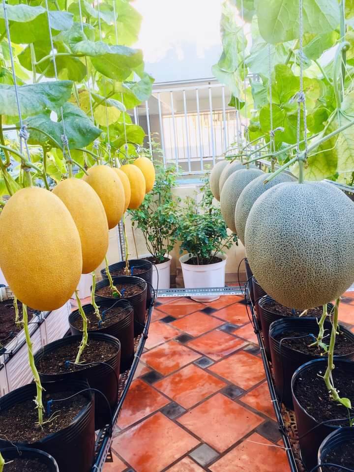 Dinh dưỡng thủy canh bột khô NoVa Melon sét 20