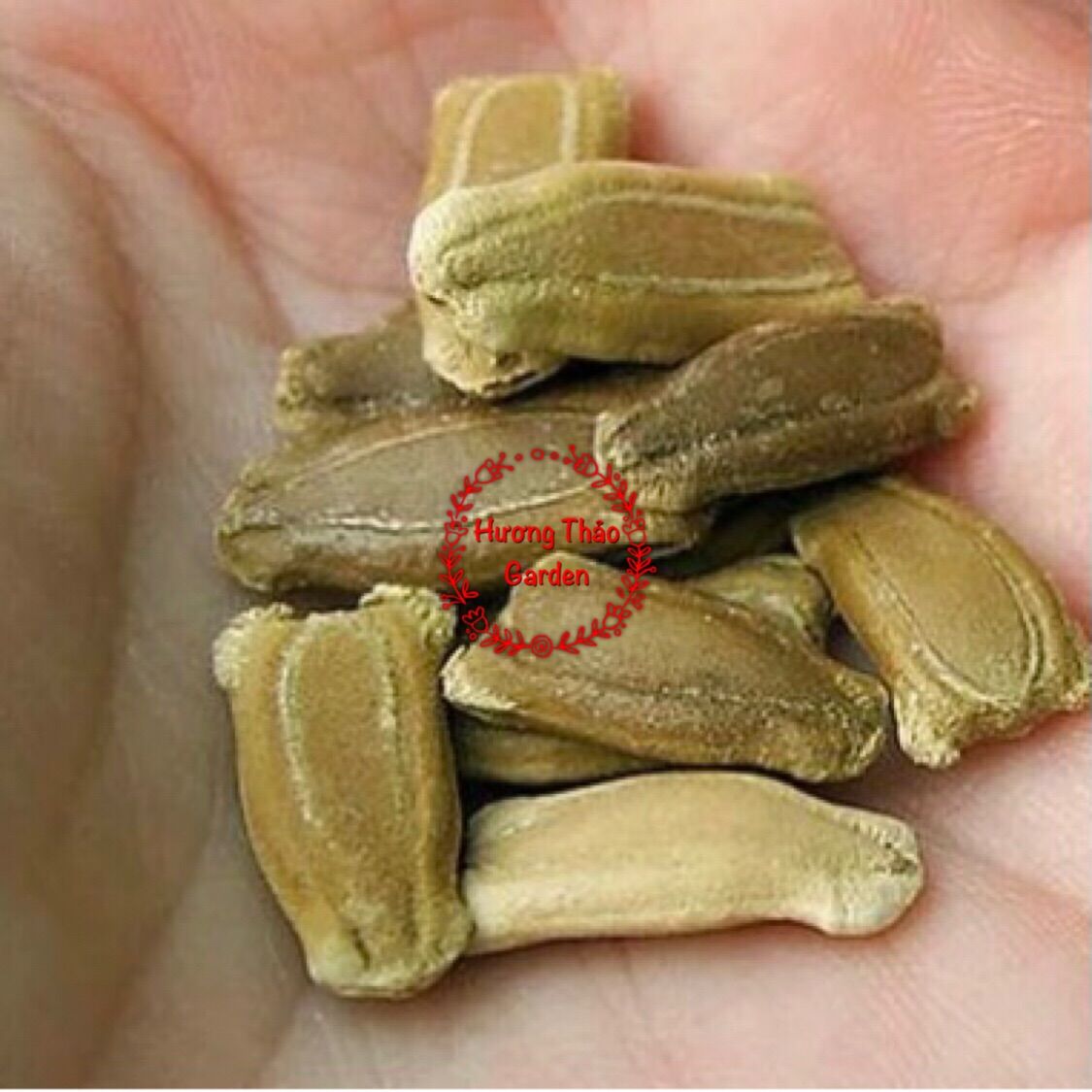 Hạt Giống Bầu Sao Lai F1