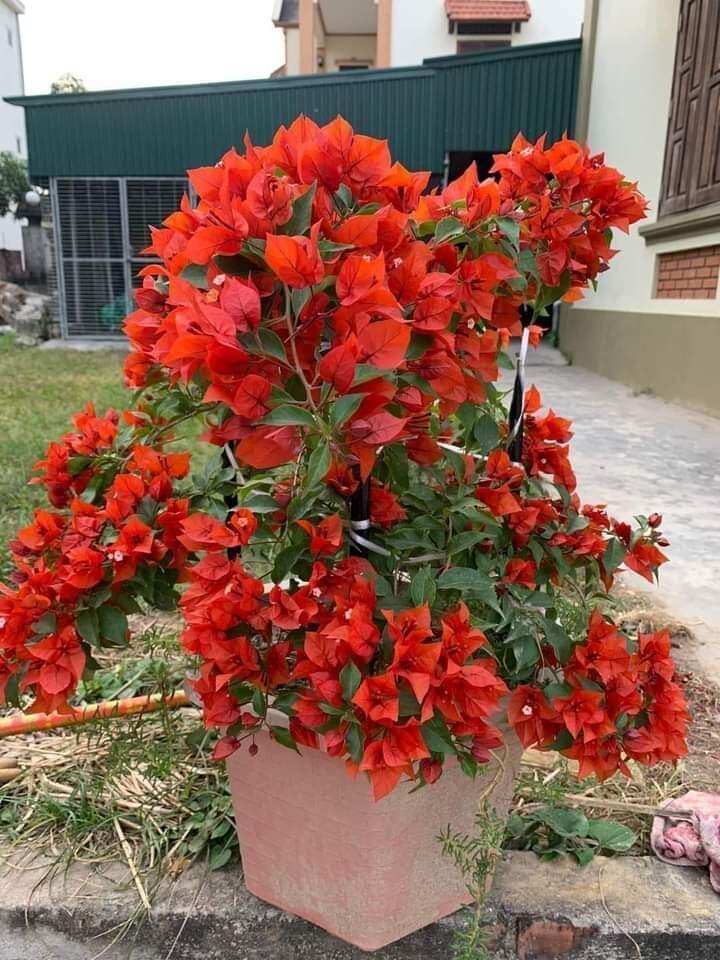 Hoa giấy Đỏ lửa