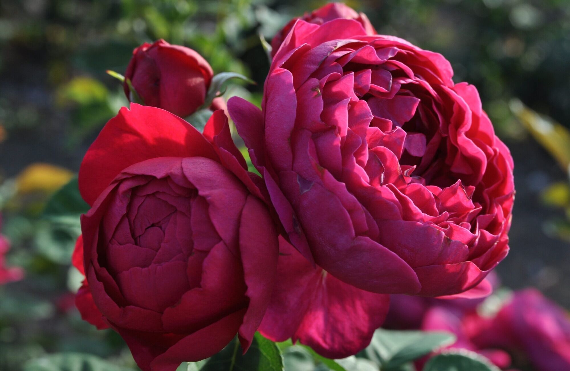Hoa hồng Ascot Rose - hồng bụi, hoa thơm