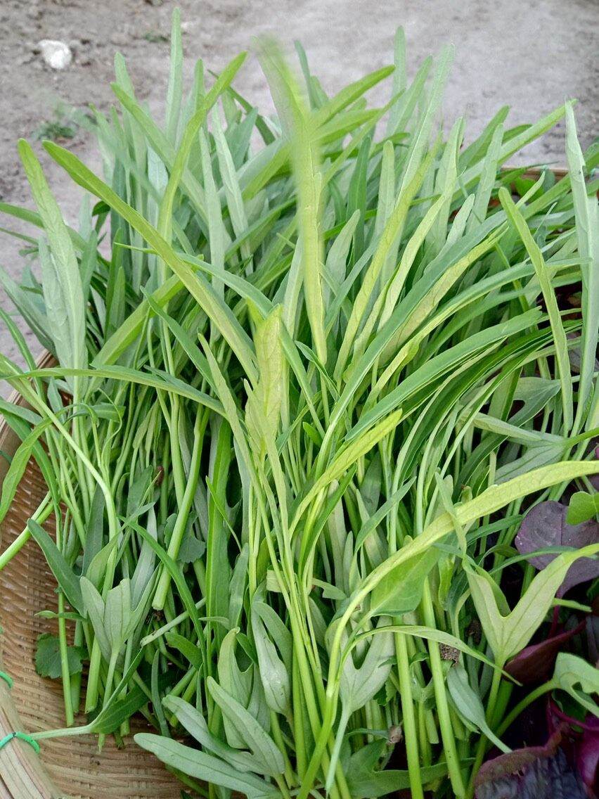 [HCM]Hạt Giống Rau Muống Lá Tre