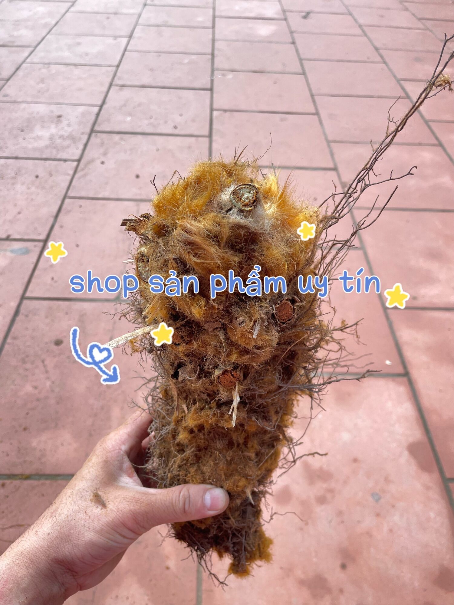 Cu li trồng cảnh đã dâm ủ