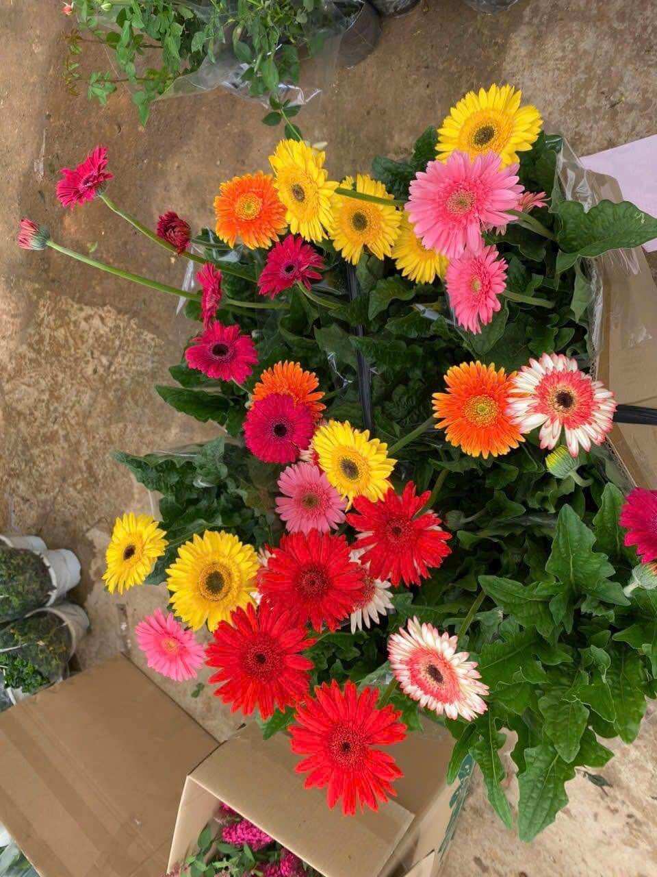 combo 10 Cây giống hoa đồng tiền