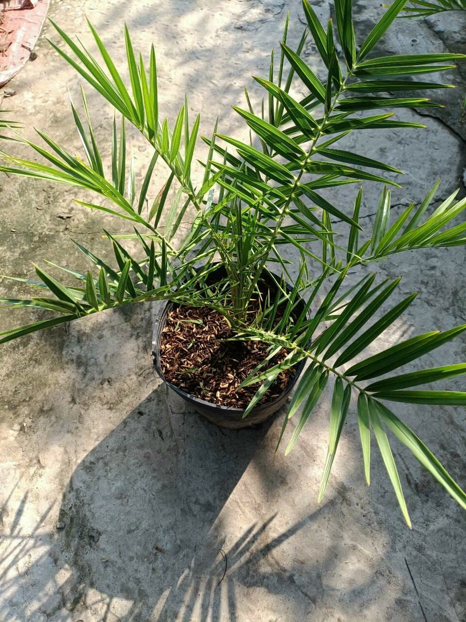 Cây Giống Chà Là DuBai