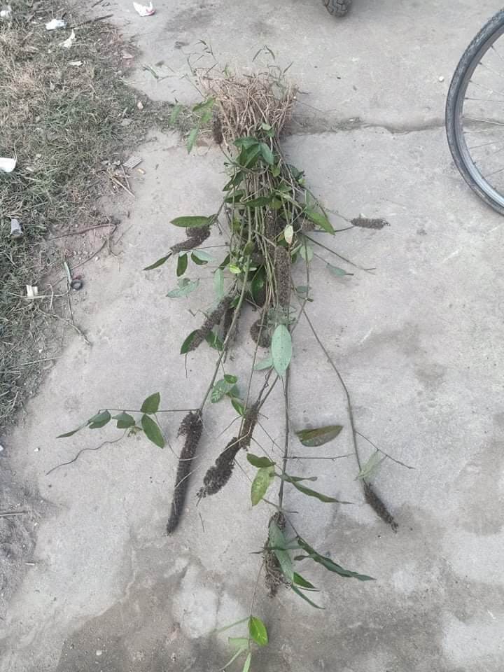 Cây đuôi chồn khô (cây hầu vĩ tóc )