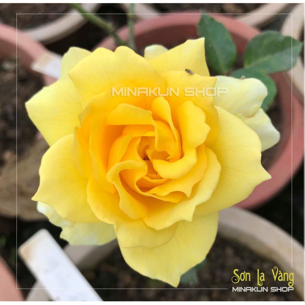 Hoa hồng cổ Sơn La vàng - hồng leo