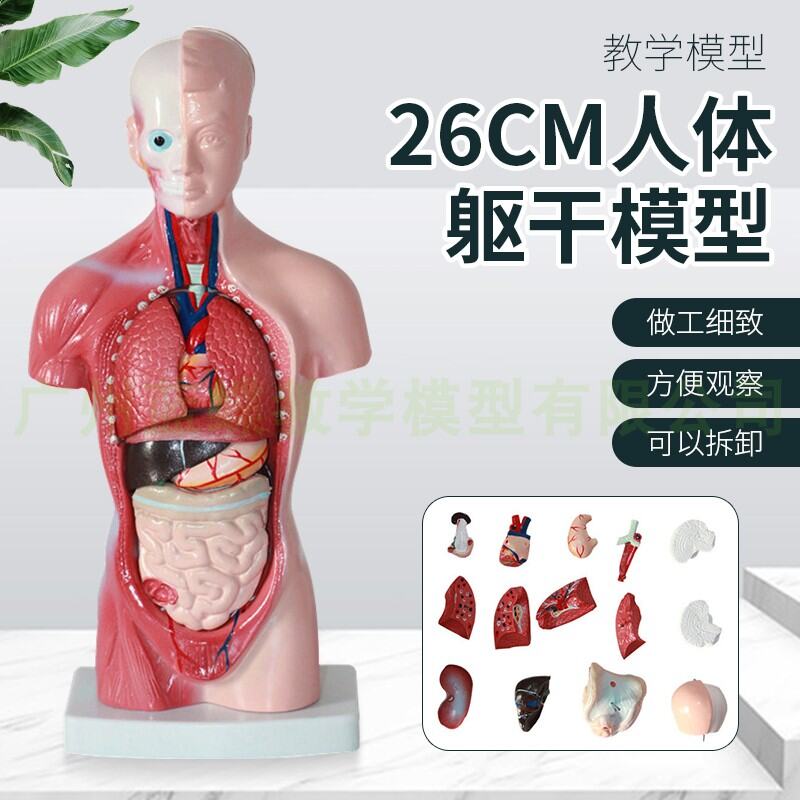 Cập nhật hơn 61 về mô hình nội tạng con người mới nhất  thdonghoadian