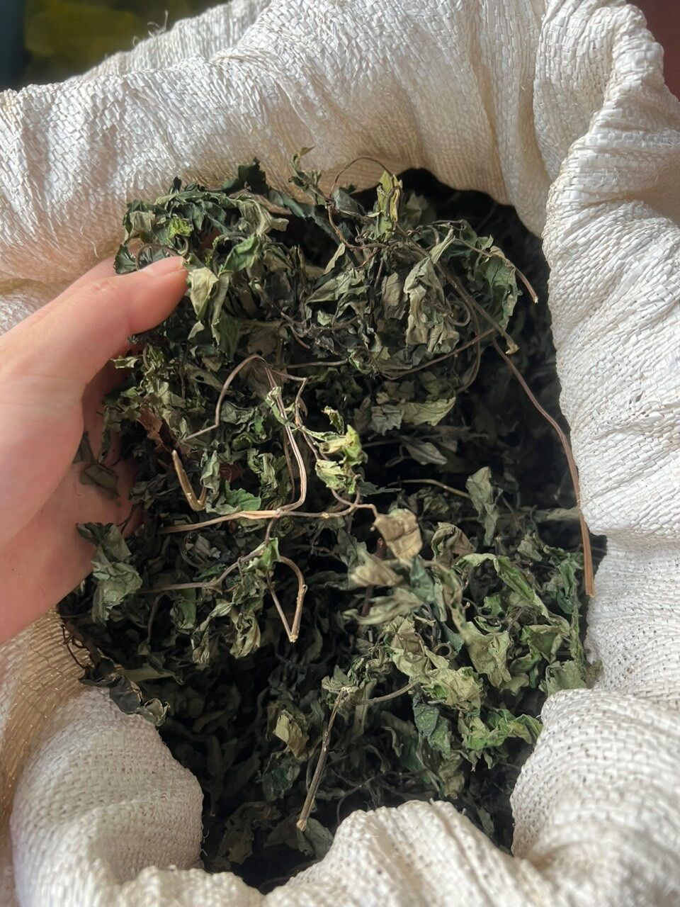 Lá Đắng ( Lá Cơm Kìa Rừng Tây Bắc ) Túi 500Gr