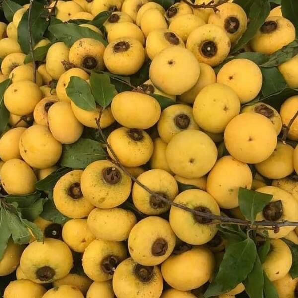 Cây giống thị lùn siêu trái(1 bầu cây)