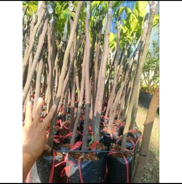 CÂY MÍT RUỘT ĐỎ. MAU TRÁI