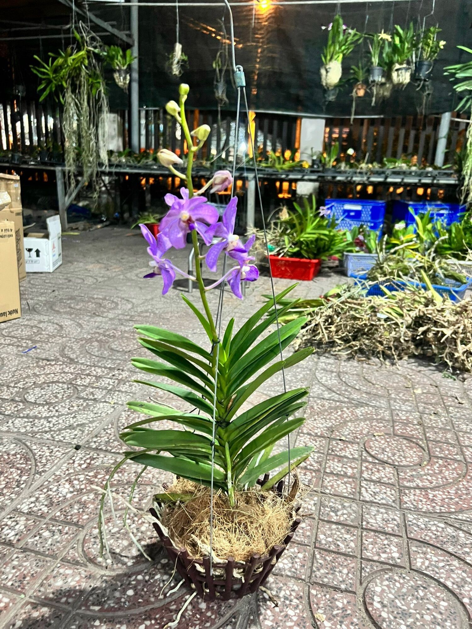 Mokara Tím Blue Cây Đang Hoa - Cao Tầm 35-40cm