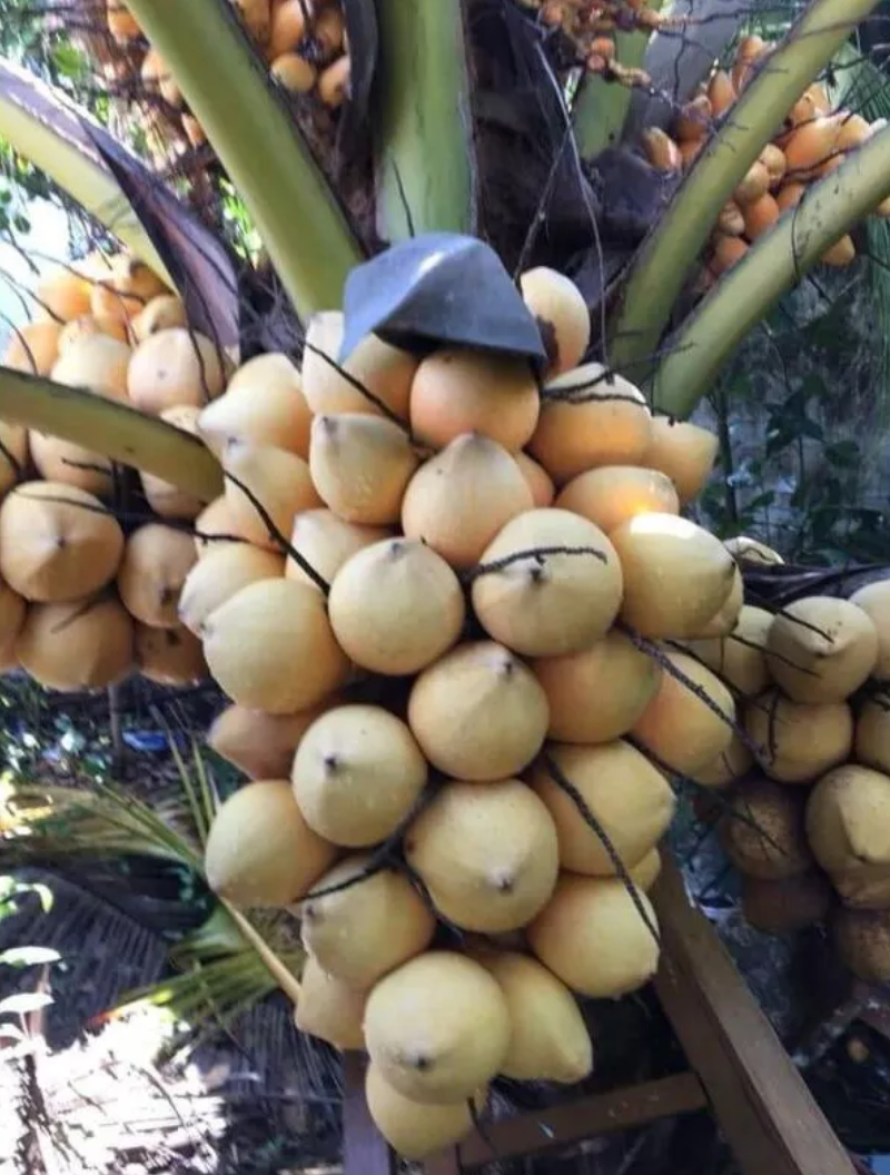 Dừa dâu giống 1 cây