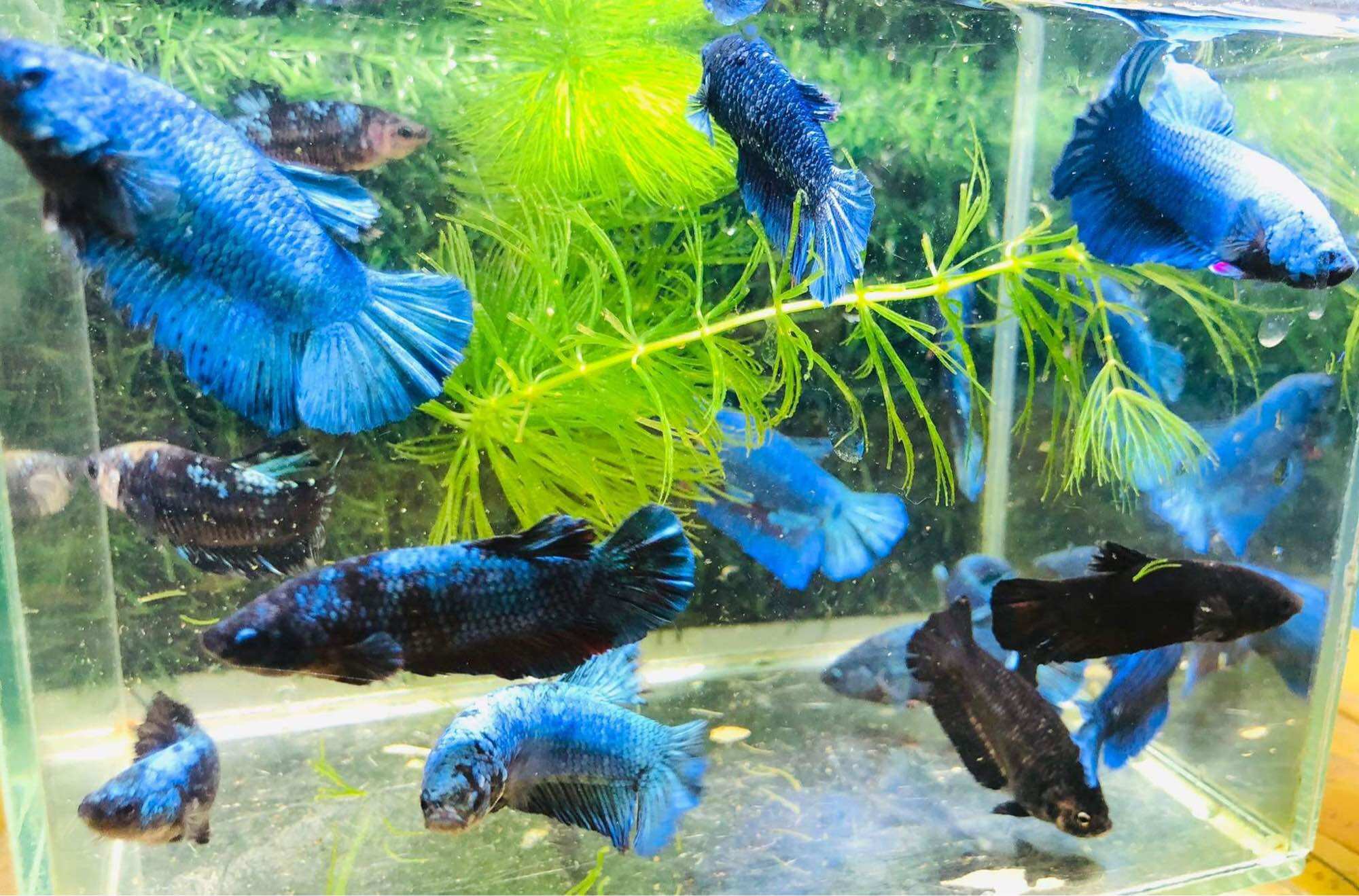 Thuỷ Sinh Betta Black Blue - Hàng cao cấp