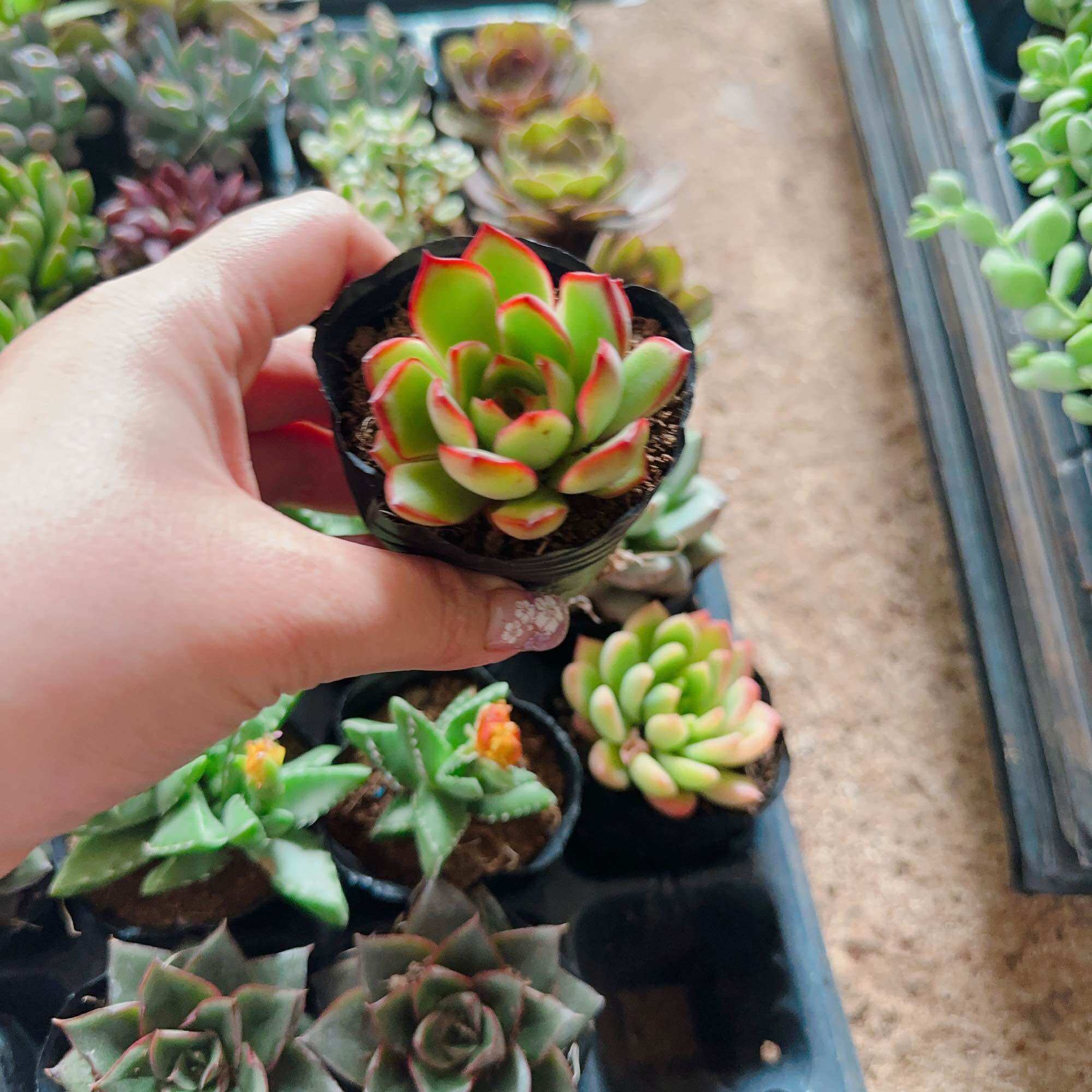 Sen đá viền đỏ size bầu 3-5cm