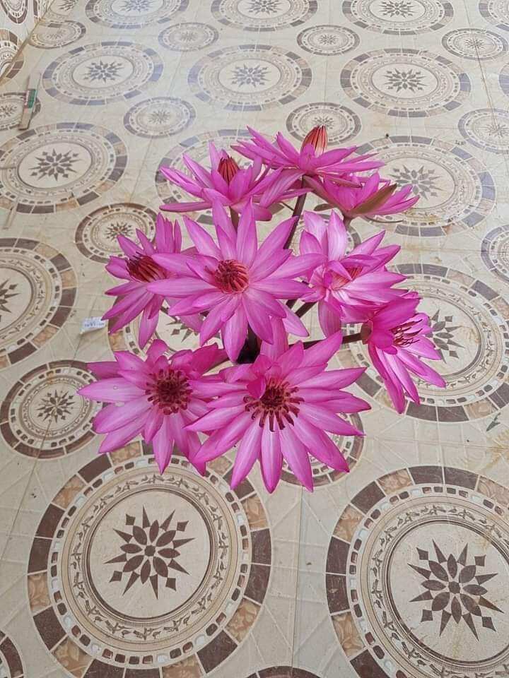 8 củ hoa súng đà lạt trồng chậu