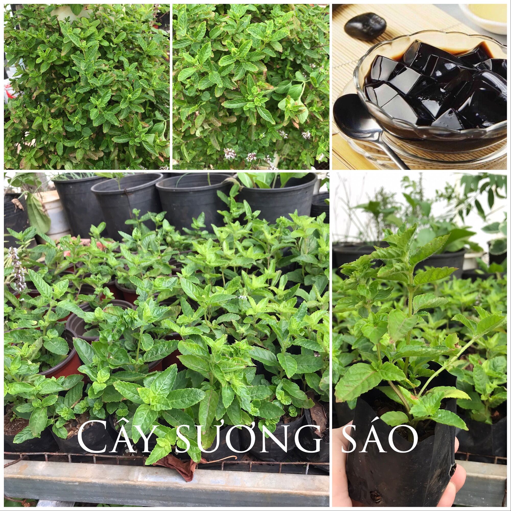 Bầu cây sương sáo giống