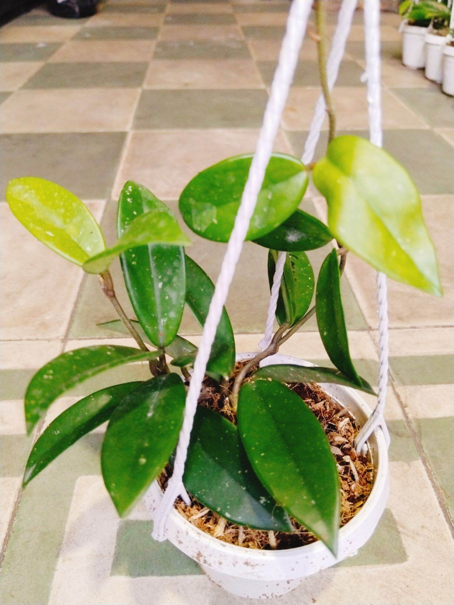 Cây lan cẩm cù nhiều màu hoa