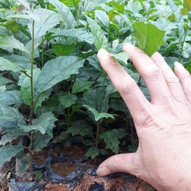 5 cây xạ đen giống chuẩn, cây cao 40cm. 0975449688