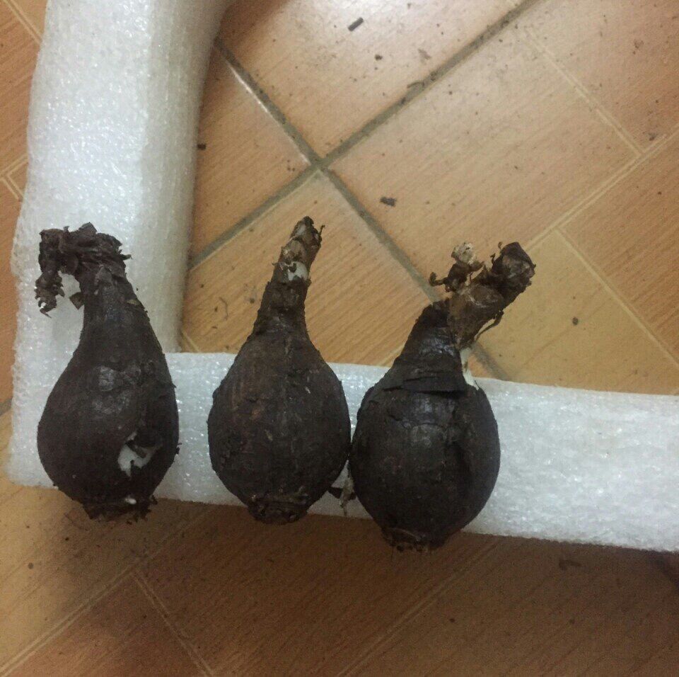 Củ hoa Bỉ ngạn đỏ(nhập trung)