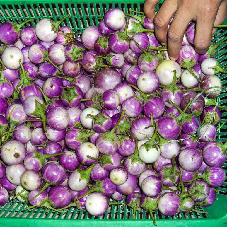 HẠT CÀ PHÁO TÍM CAO SẢN gói 1 gram