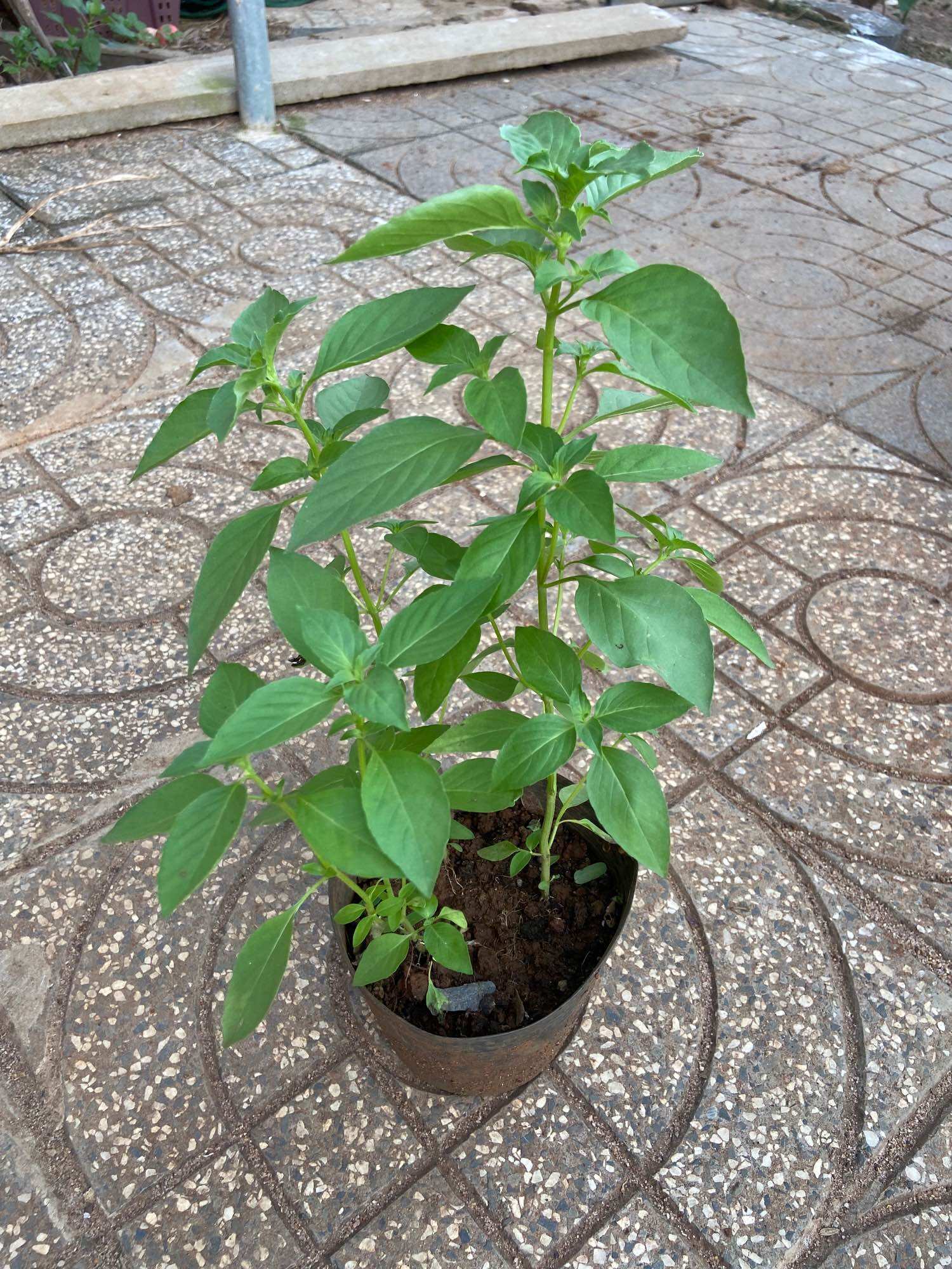 Hạt giống lá é (é trắng, rau thơm mùi xả) gói 5gram