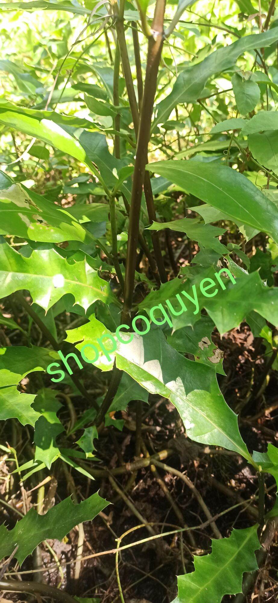 Cây ô rô 1 kg