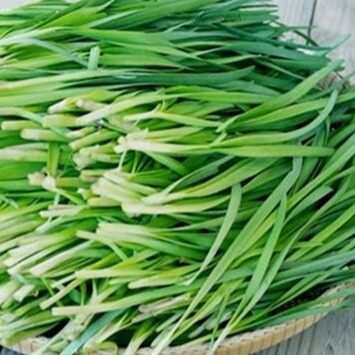 Hạt Giống Hệ Tây RaDo 521 (1gr) Dễ Trồng