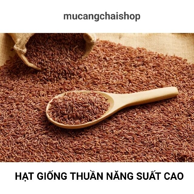Hạt giống lúa nếp cẩm, nếp tím đen túi 1kg