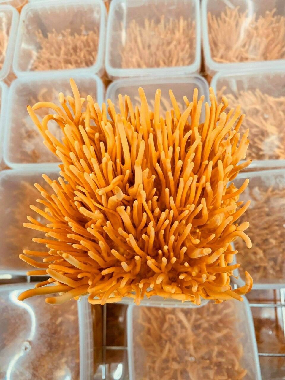 1 hộp nấm đông trùng hạ thảo