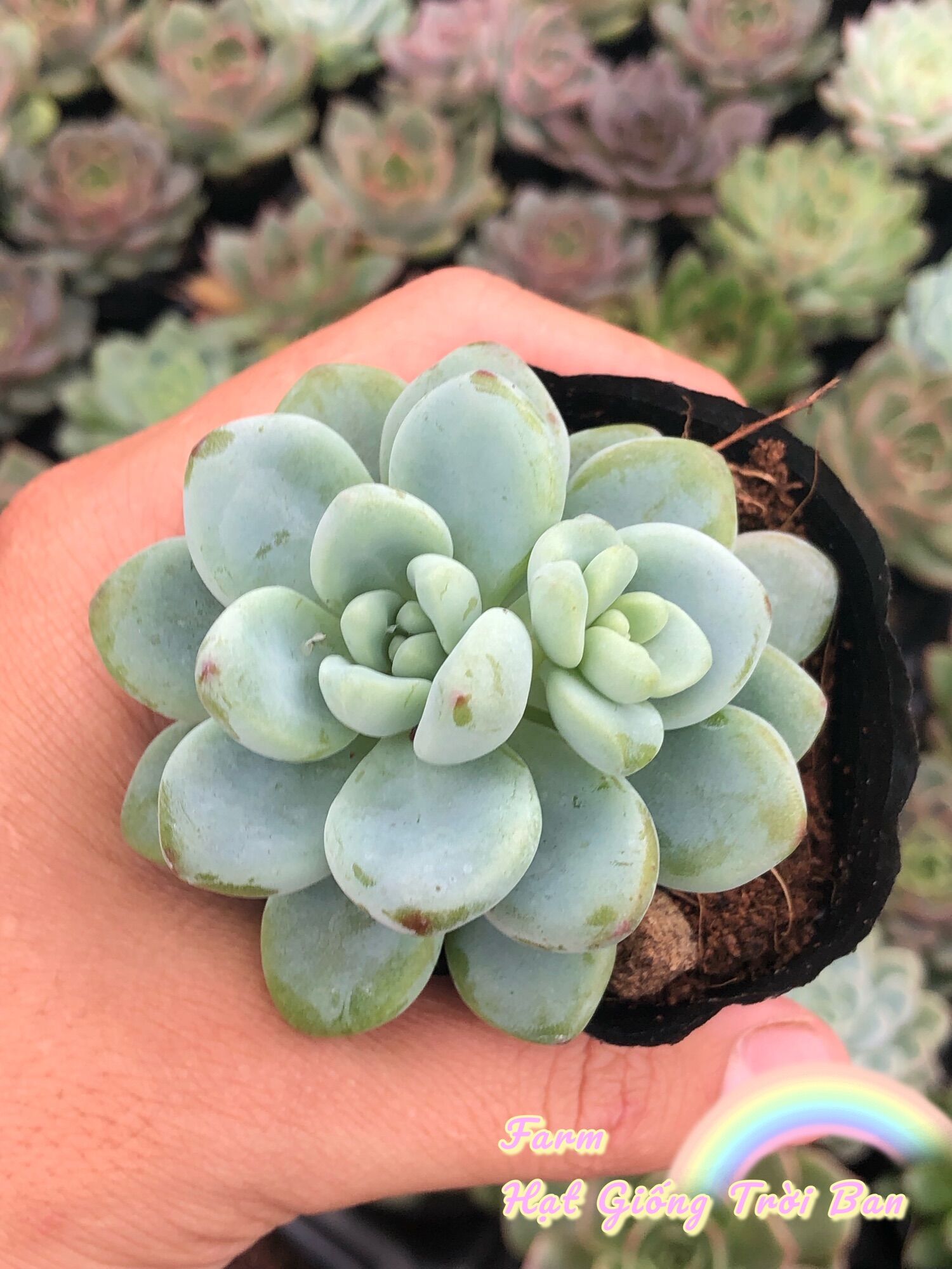 SEN ĐÁ THIÊN THANH 🥰🥰🥰SIZE 5-7 cm😘XUẤT VƯỜN ĐÀ LẠT 😍 ĐÃ THUẦN KHÍ HẬU 🤑 SỐ LƯỢNG CÓ HẠN 🤫