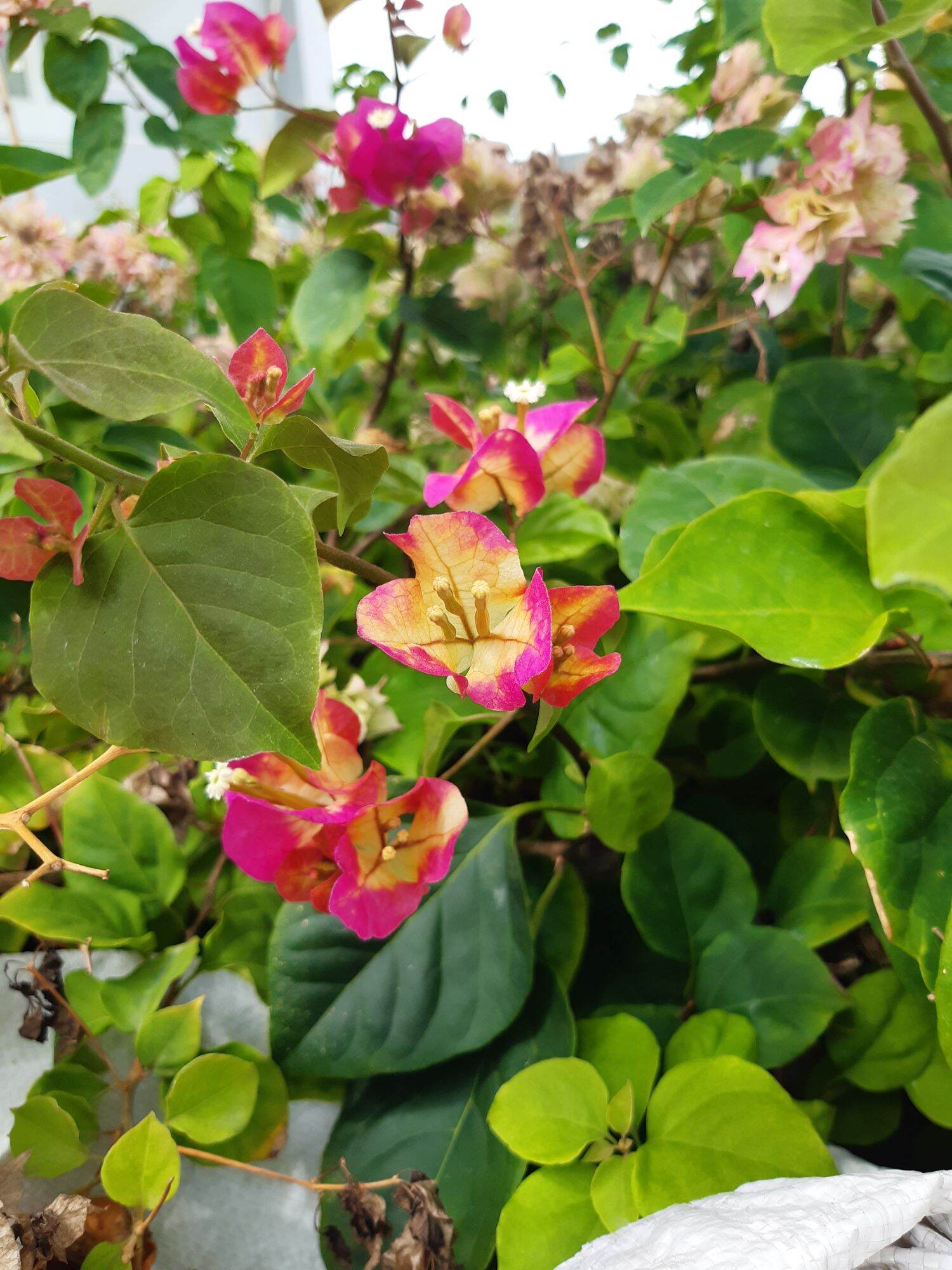 Hoa giấy đổi màu